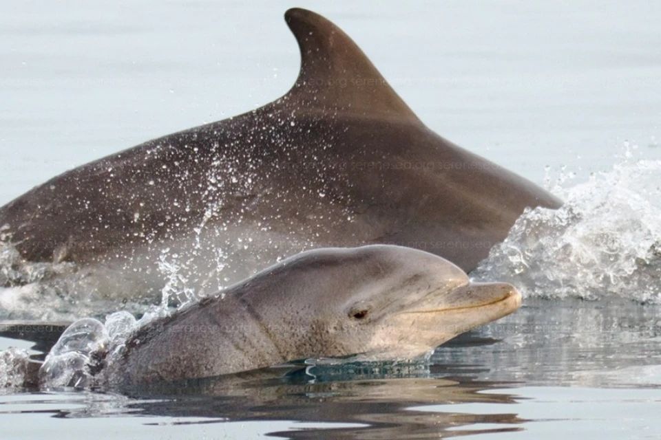 Дельфинов губят люди. Фото: Центр реабилитации дельфинов «Безмятежное Море»/VK