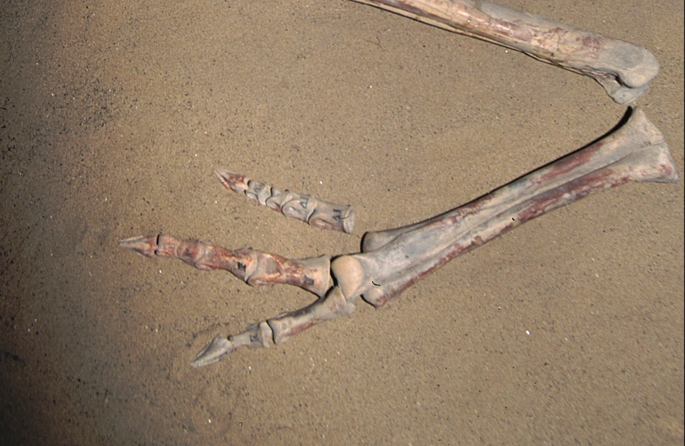 Лапу окаменелого динозавра нашли в Бразилии