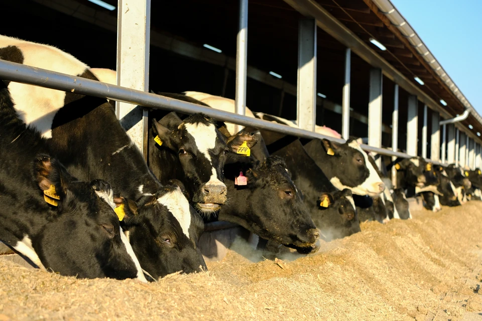 Область делает ставку на молочное животноводство и бьет собственные рекорды