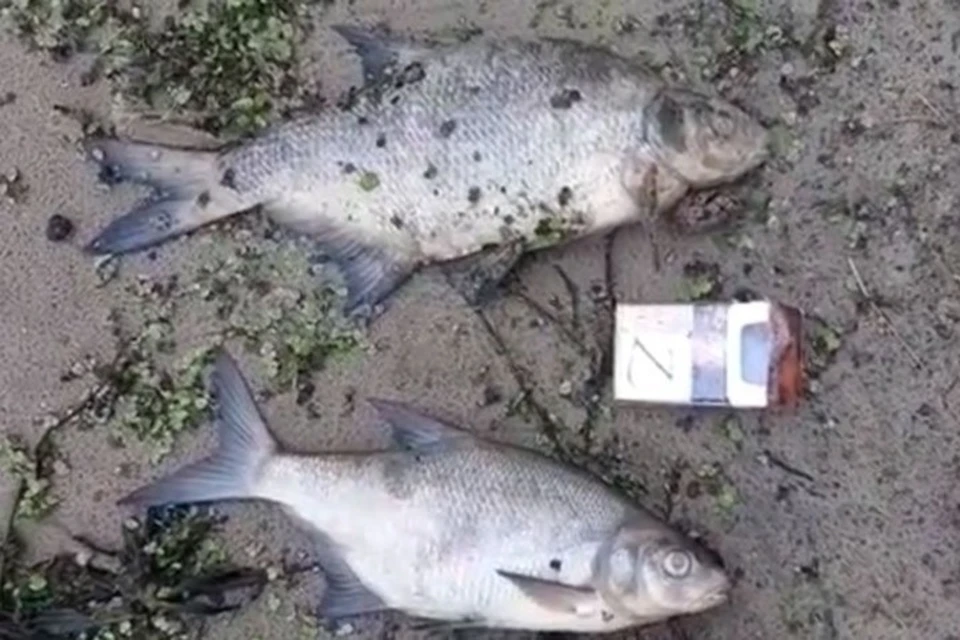 В Добруше зафиксировали мор рыбы. Фото: издание "Сильные новости"