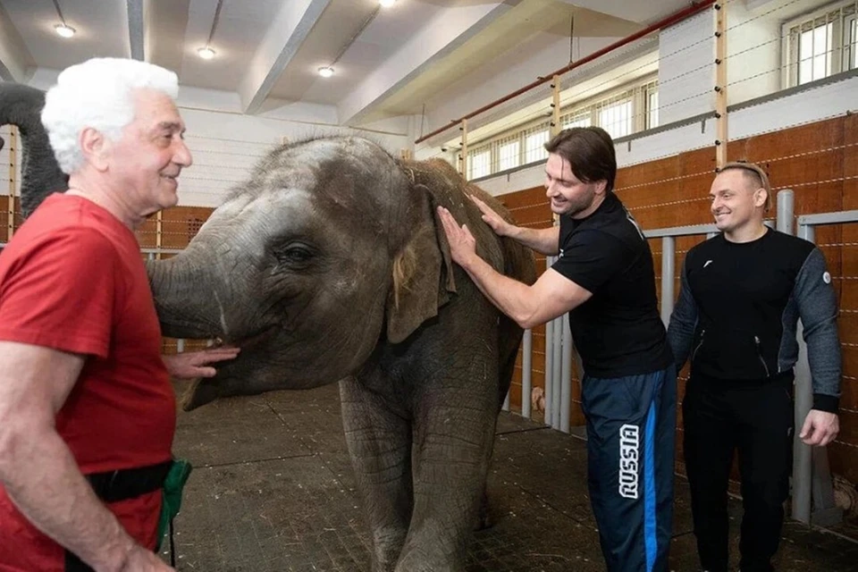 По мнению подписавшихся, цирковая жизнь может пагубно отразиться на здоровье животного. Фото: зоопарк Ростова-на-Дону.