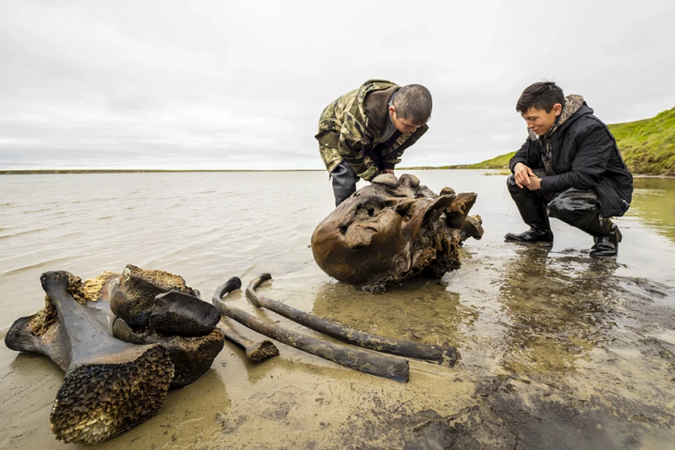 Ученые провели первое обследование останков мамонта, найденного на Ямале Фото: yanao.ru