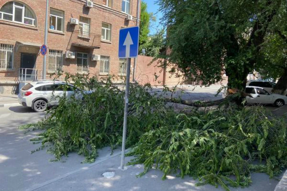 В центре Ростова на дорогу рухнула ветка. Фото: соцсети