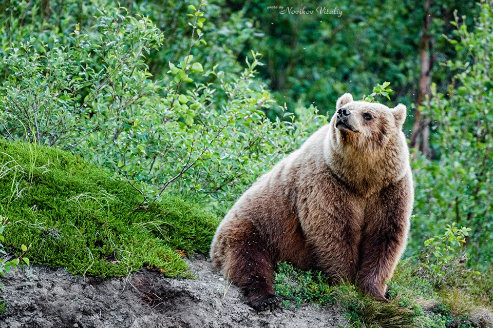 У медведей не очень хорошее зрение, но прекрасное обоняние. Фото: Виталий Новиков