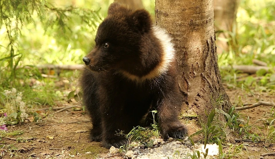 Фото из группы Центра спасения медвежат-сирот "ВКонтакте"
