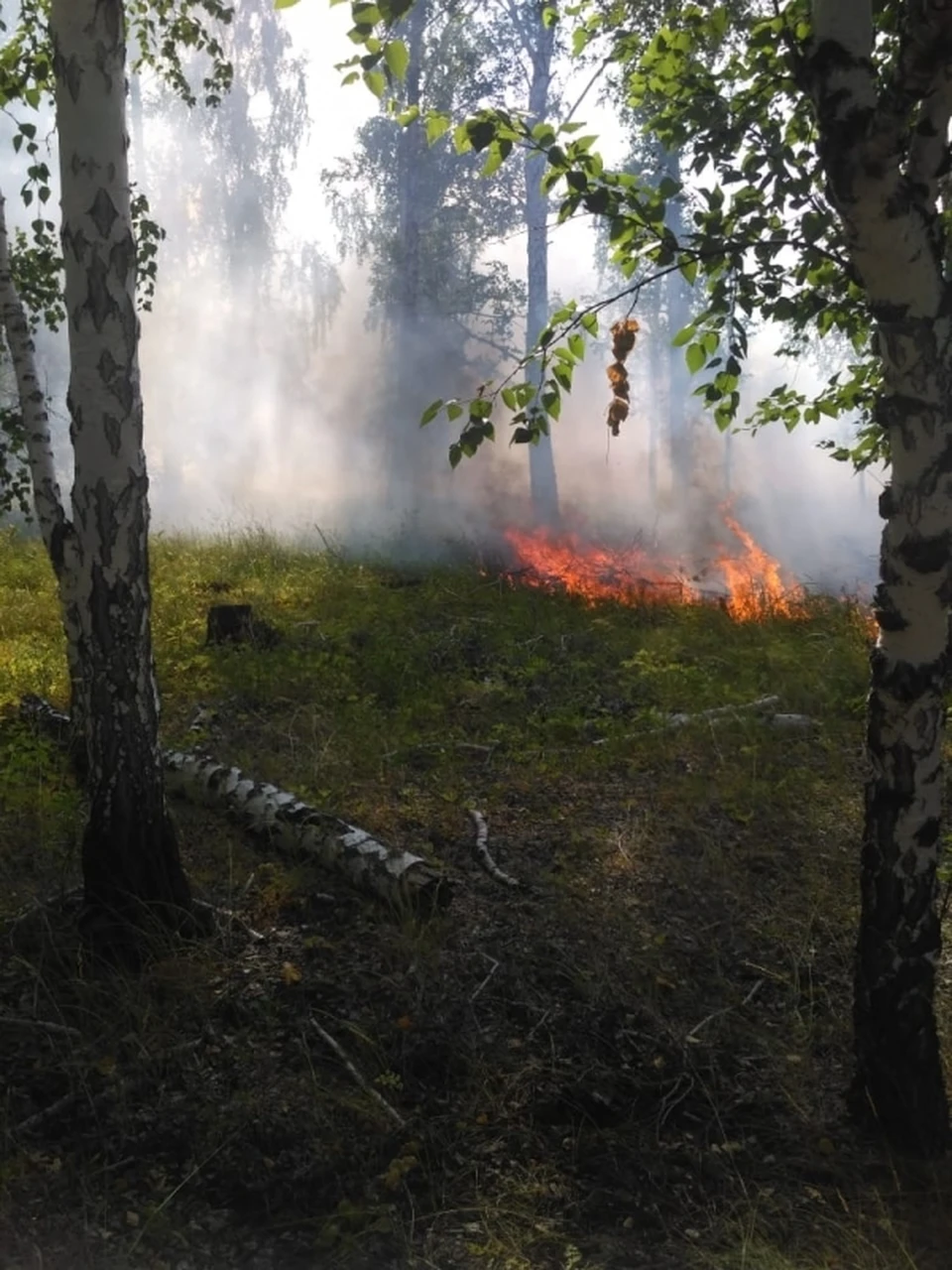 Лесной пожар в Курганской области Фото: пресс-служба Губернатора Курганской области