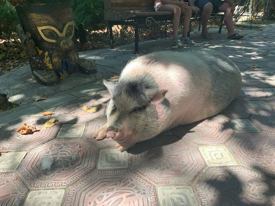 Известные свиньи. Вьетнамский минипиг. Минипиг стандарт. Минипиг 80-120 кг. Карликовая домашняя свинья.