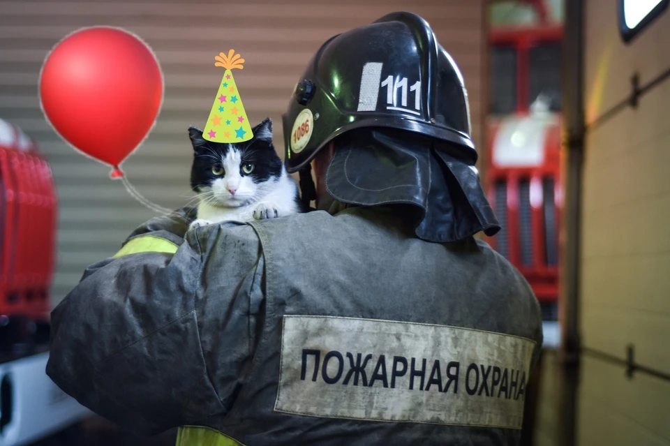 Кот Гидрант отмечает международный кошачий праздник.