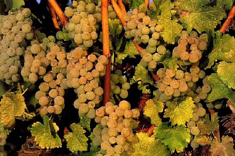 Выставка винограда в ботсаду пройдет во второй раз. ФОТО: Архив "КП"
