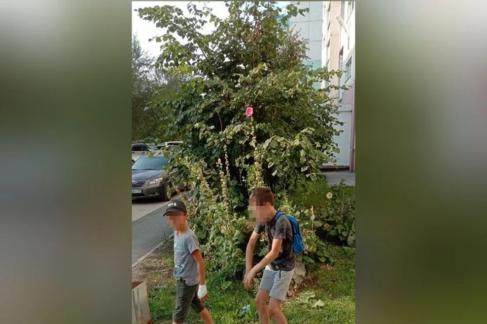 Выкинула ребенка в мусорку новосибирск. Дети ломают деревья. Ломать деревья. Мальчик ломает дерево. Хулиган ломает дерево.