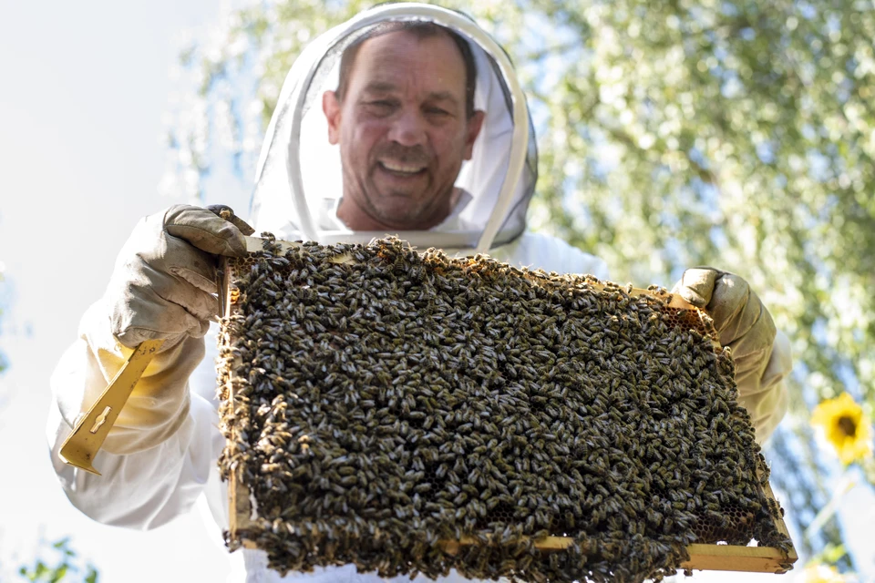 Роскачество обнаружило мед со следами антибиотиков