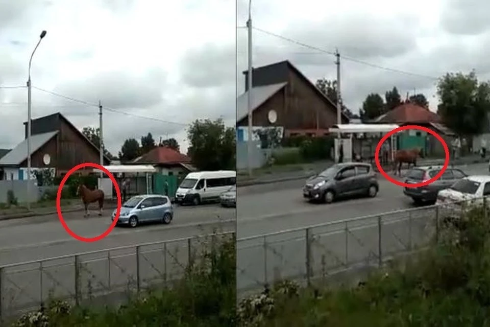 В Первомайском районе прохожие заметили бегающую среди машин лошадь. Фото: Кадр из видео