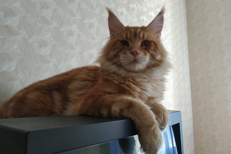 Кот Шалом пропал после того, как его привезли заводчику на вязку. Фото: предоставлено героиней публикации