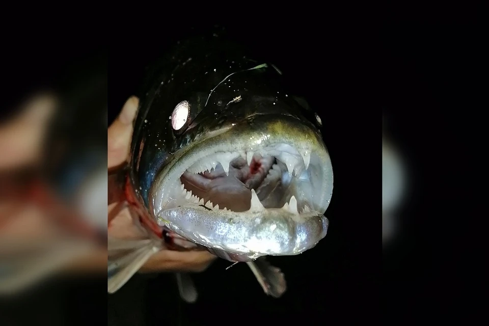 Рыба с большими глазами?