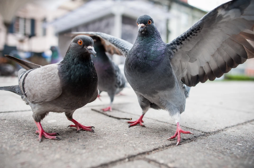 Адаптировавшиеся к городской жизни птицы, являются одним из основных факторов распространения мусора на территории агломераций. Фото: shutterstock.com.
