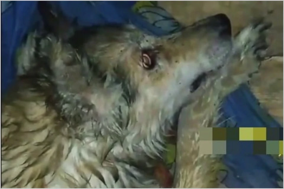 В Красноярске спасают собаку, пострадавшую от садиста. Фото: «Бездомный Пес|Центр зашиты животных Соседи».