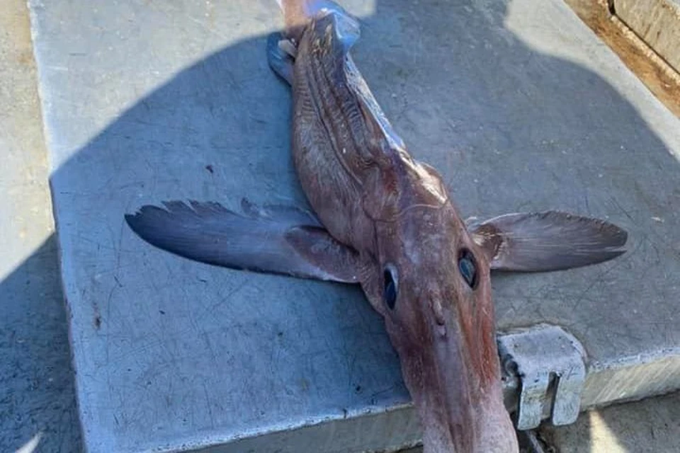 Канадских рыбаков напугало попавшее к ним в сети загадочное существо. Фото: Facebook / Garry Goodyear