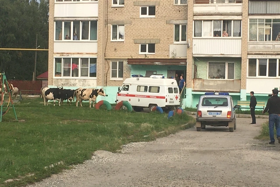 Чтобы утихомирить животных полицейским пришлось изрядно попотеть. Фото: Уфалейская телерадиокомпания / Vk.com