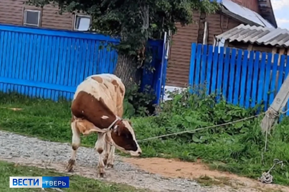 Бык гулял по улице без присмотра Фото: youtube.com/ Вести Тверь (скрин видео)