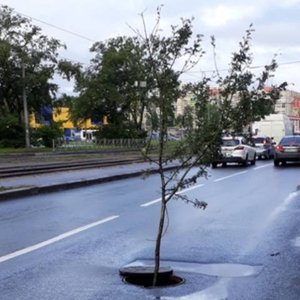 Дерево выросло из люка на проезжей части улицы Бабушкина в Санкт-Петербурге  - KP.RU