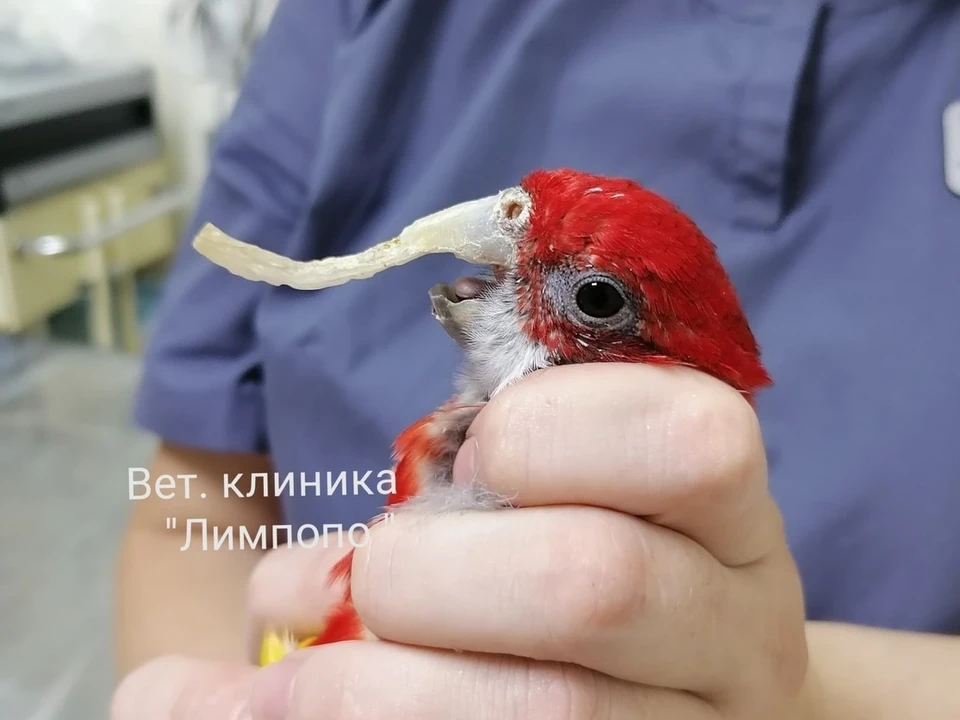Попугая с аномально отросшим клювом спасли в Красноярске. Фото, видео: клиника "Лимпопо".