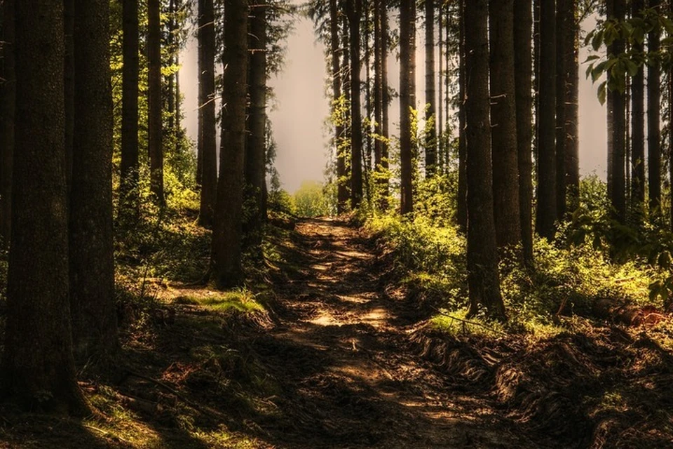 Фото: pixabay.com