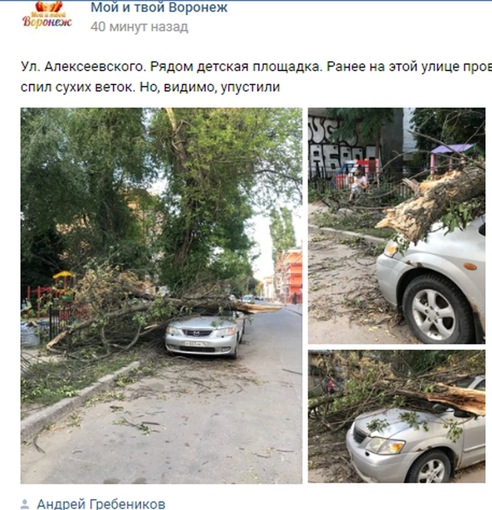 Дерево угодило прямиком на лобовое стекло.