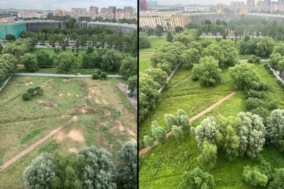 Возле Пулковского парка началась вырубка деревьев для строительства спорткомплекса. Фото: vk.com/peterburg_krasiv
