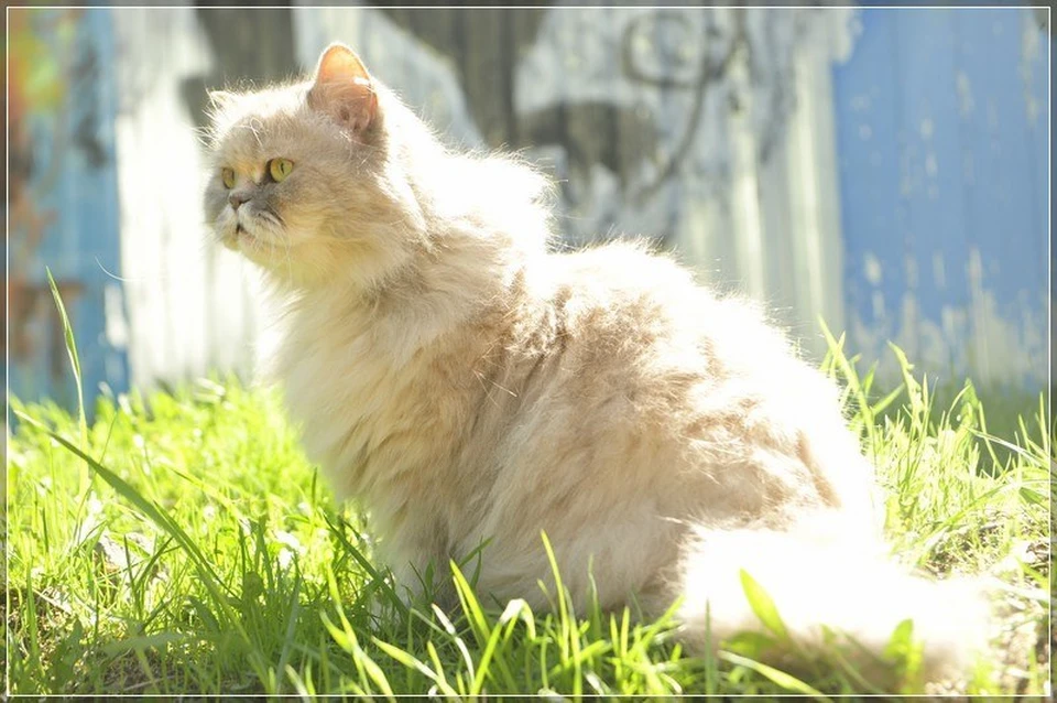 Легендарная кошка умерла в Петербурге / Фото: Республика котов и кошек