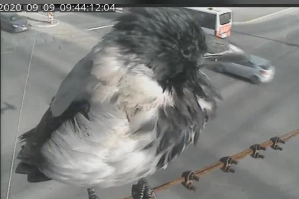 Вот такой крылатый помощник появился у пермских госавтоинспекторов. Скриншот с дорожной камеры видеонаблюдения.
