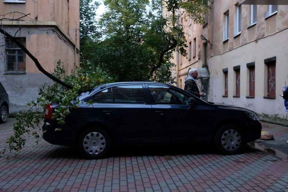 Шторм поломал в Петербурге почти полтысячи деревьев.