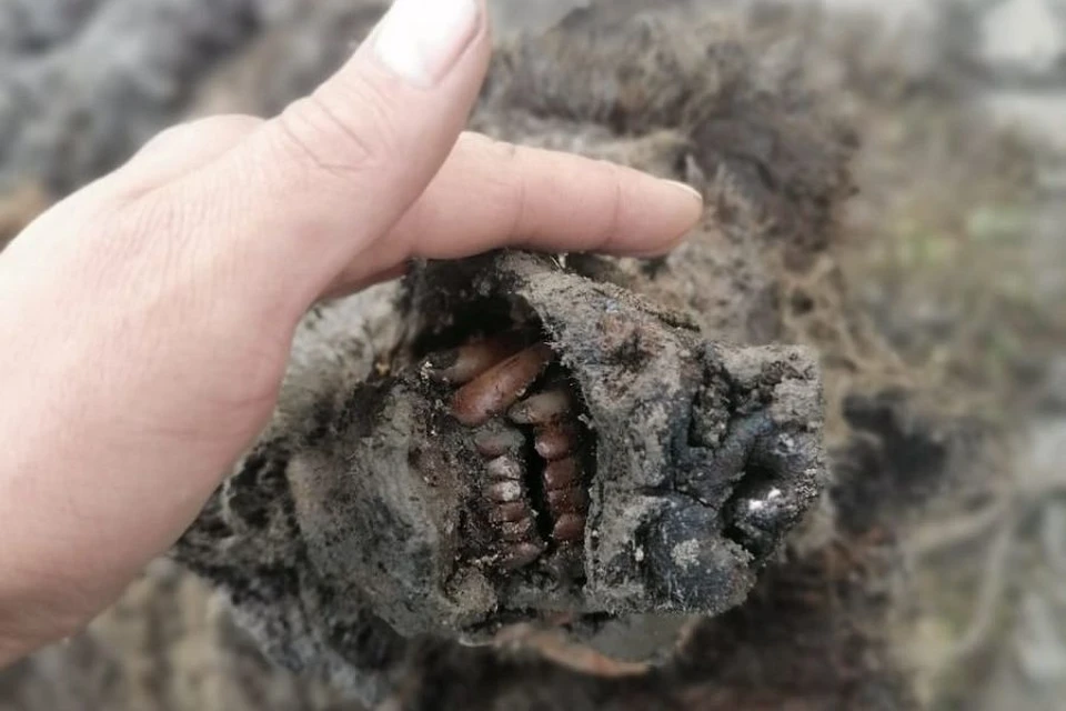 В Якутии оленеводы нашли мумию доисторического медведя. Фото: сайт Северо-Восточного федерального университета