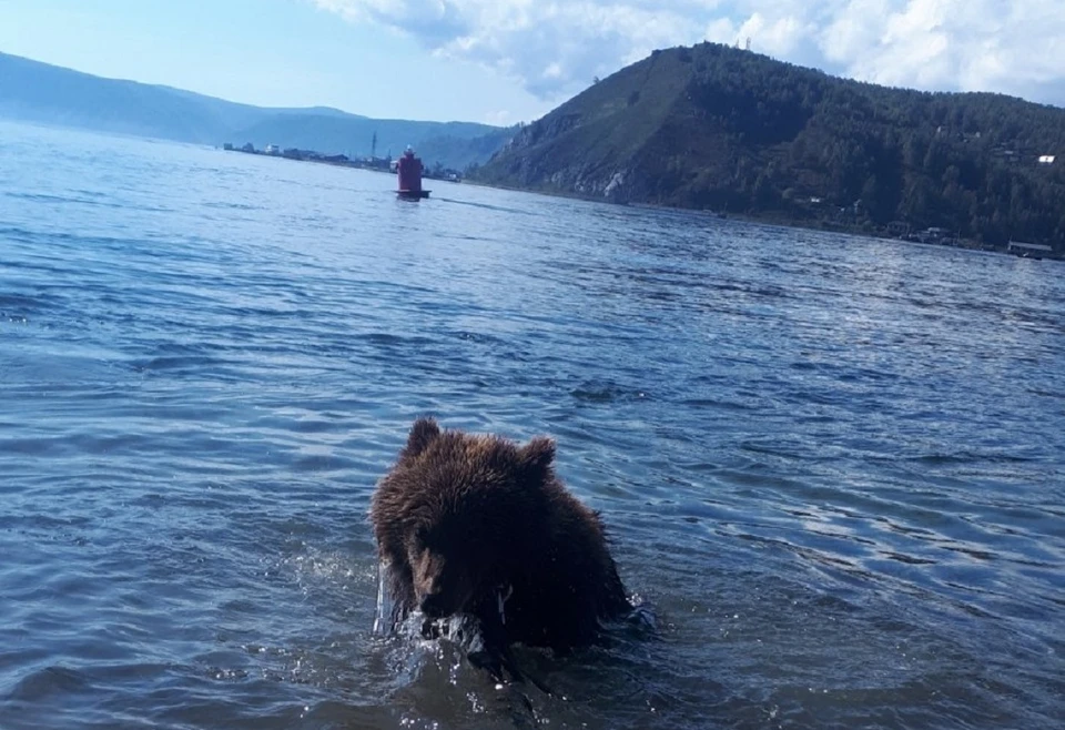 Это Сибирь, детка: видео прогулки с медведем на поводке появилось в соцсетях. Фото: Сибирский зоопарк