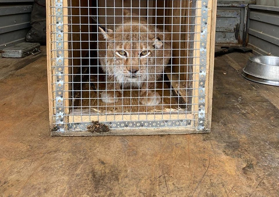 23-летняя рысь Гоша переехала из зоопарка «Мишутка» в Балахну