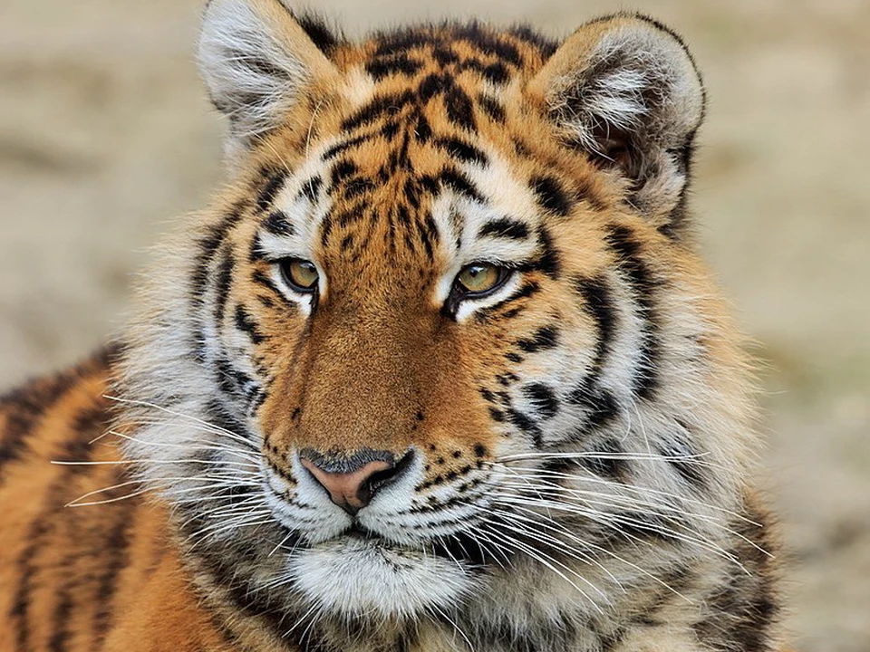 Амурский тигров на Дальнем Востоке осталось немного - около 560 особей. Фото: wikimedia.org