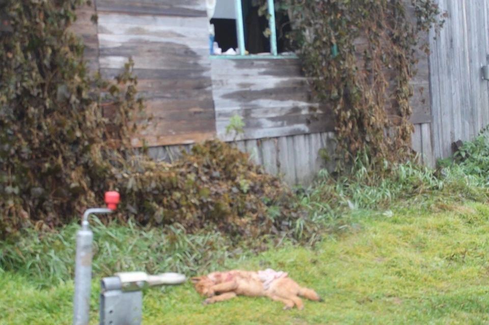 Медведь убил собаку, разбил окна, но до хозяина дома добраться не смог. Фото: А. Кайзер
