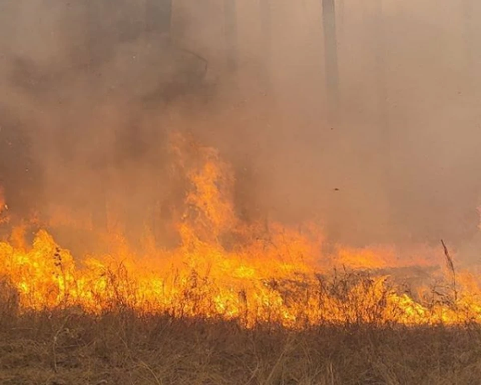 Пожар в лесах в Аткарском районе продолжает шириться. Фото облспаса