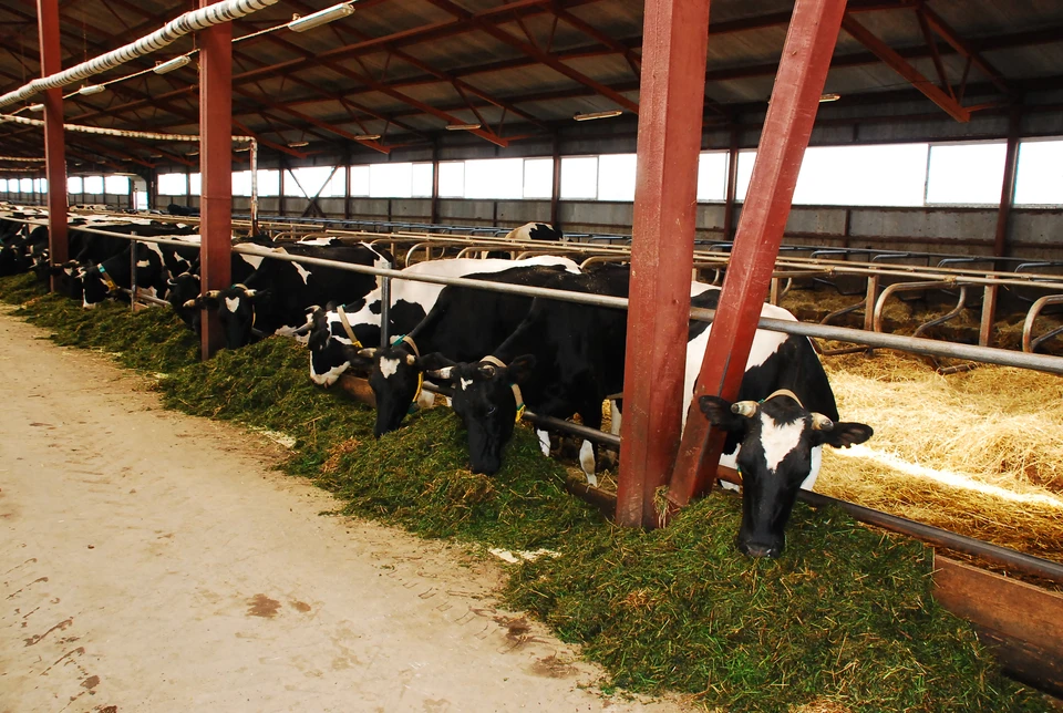 Открытие 20 молочных комплексов обеспечит появление 9,3 тысяч новых скотомест в республике