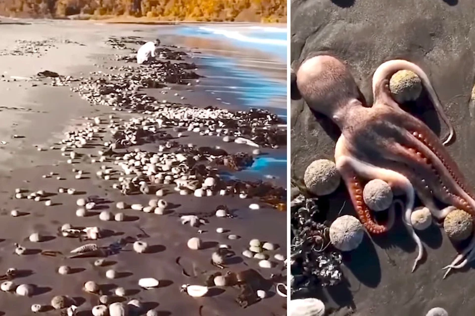 Кадры с мертвыми морскими животными, выброшенными на берег на Камчатке, выглядели шокирующими.