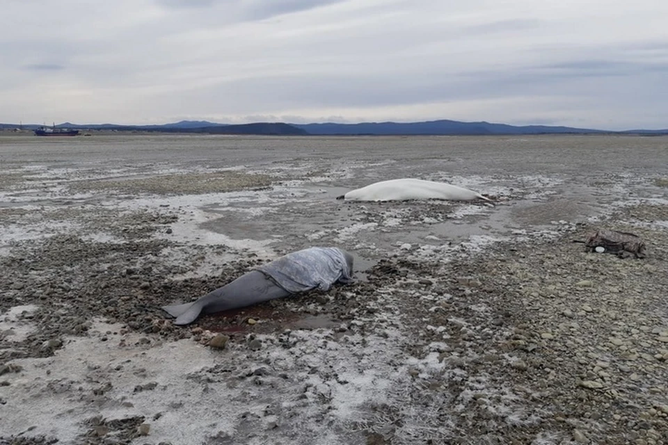 Ангел-спасатель китов: В Хабаровском крае Алексей Парамонов спас еще двух белух от гибели на берегу