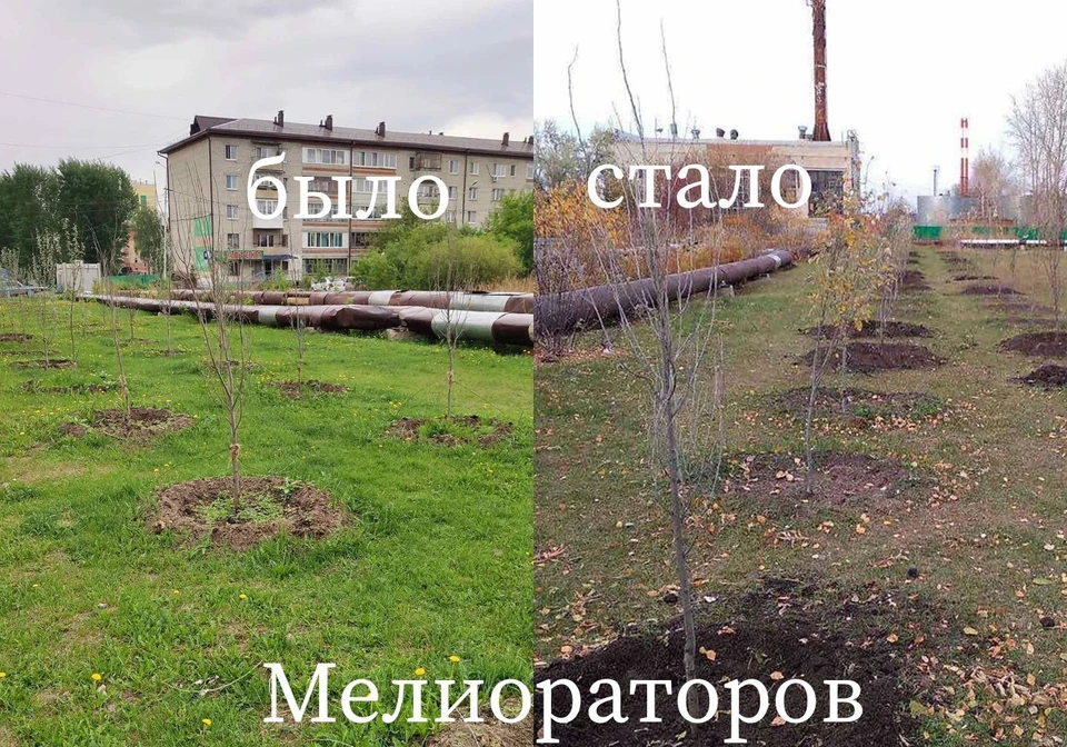 На нескольких тюменских улицах высадили новые деревья взамен неприжившихся. Фото - Комитет по связям с общественностью и средствами массовой информации.