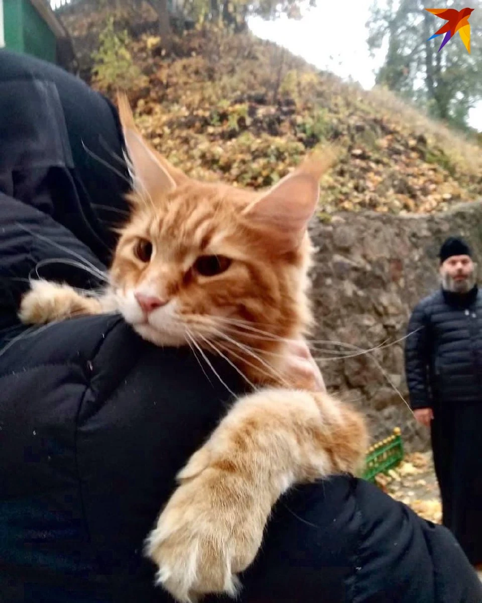 Фото из Instagram-аккаунта кота Владыки