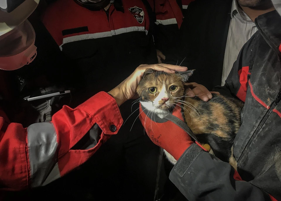 Собака спасла кошку из-под завалов после мощного землетрясения в Измире. Фото: Hurriyet Daily News