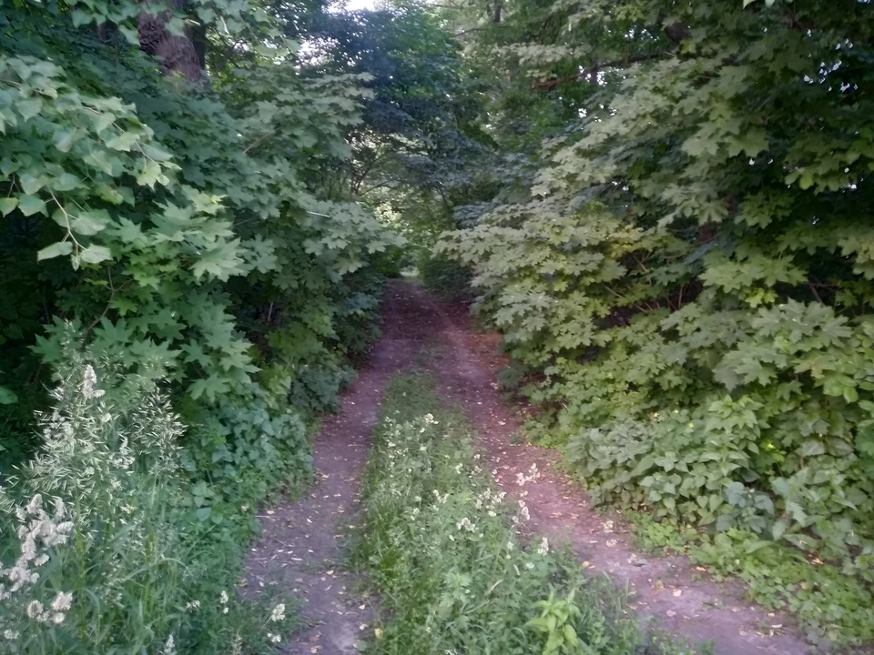 В уборке леса приняли участие и волонтеры