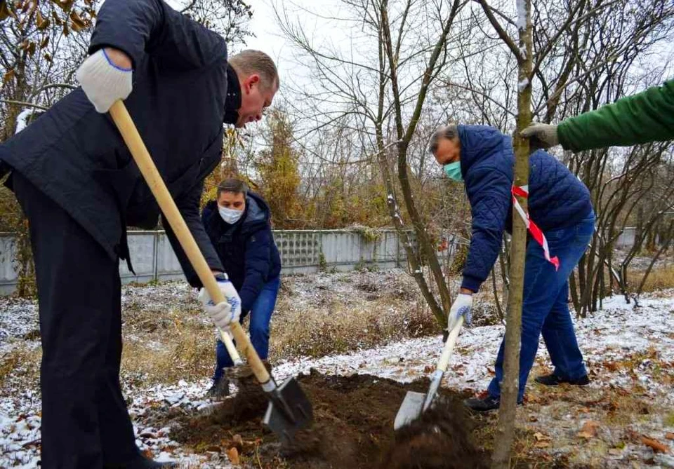 Кустов новости. Молодая береза сажают. Посадка Донецка.