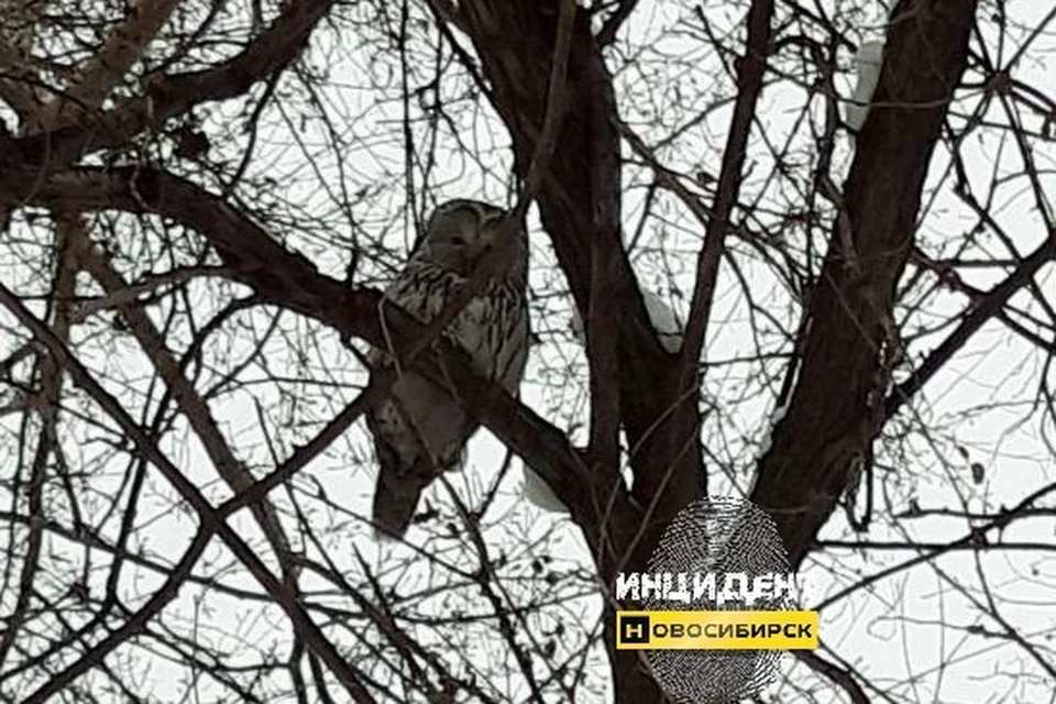 Птицу сфотографировали прохожие, позже снимок попал в сеть. Фото: "Инцидент Новосибирск".