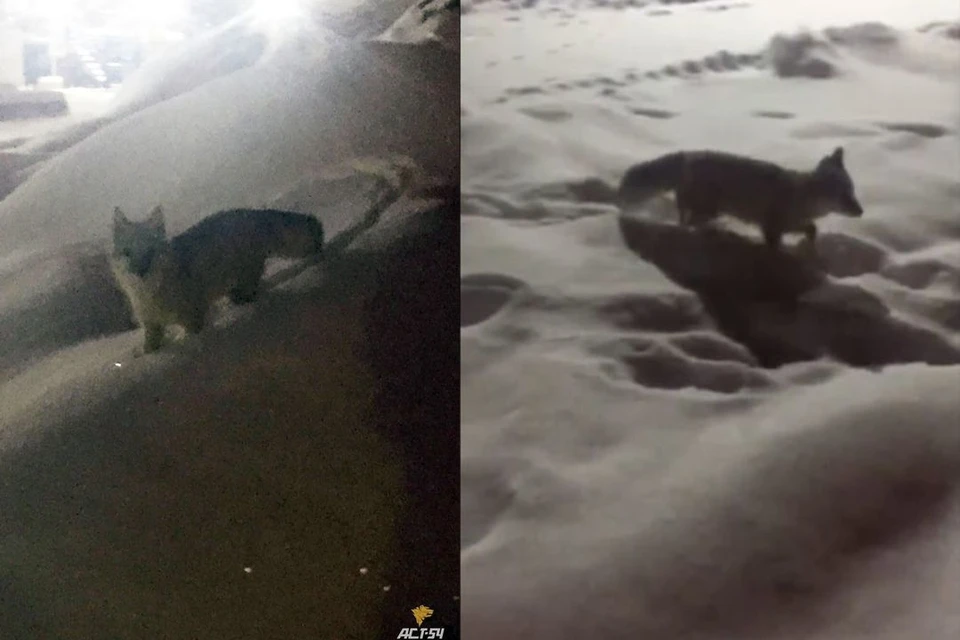 На стройку нового ледового дворца спорта в Новосибирске заглянул необычный гость. Фото: Кадр из видео