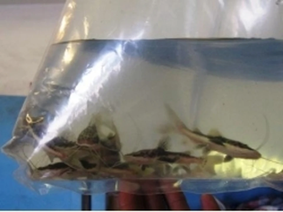 Нижневартовский зоомагазин закупил в Санкт-Петербурге более тысячи аквариумных рыбок