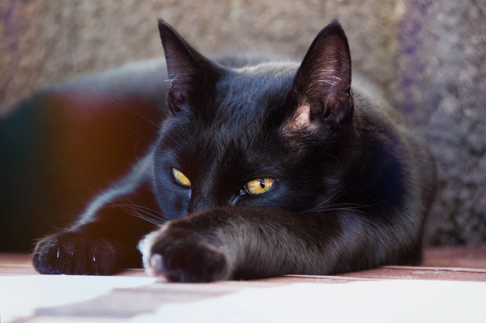 Перебежавшая дорогу черная кошка входит в число самых популярных суеверий