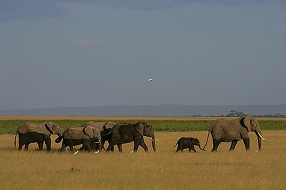 Намибия выставила на продажу 170 диких слонов